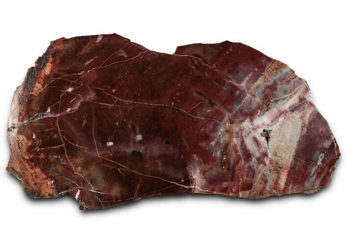 Polished Petrified Wood (Araucarioxylon) - Arizona #358833